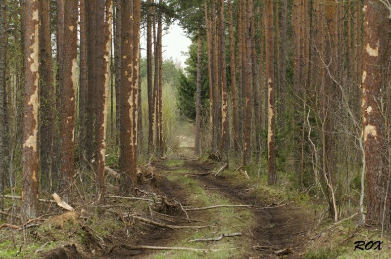 Oskuslik_metsat_.jpg image