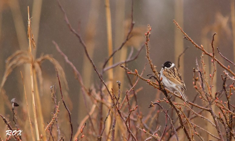 Rootsiisitaja kerges vihmas