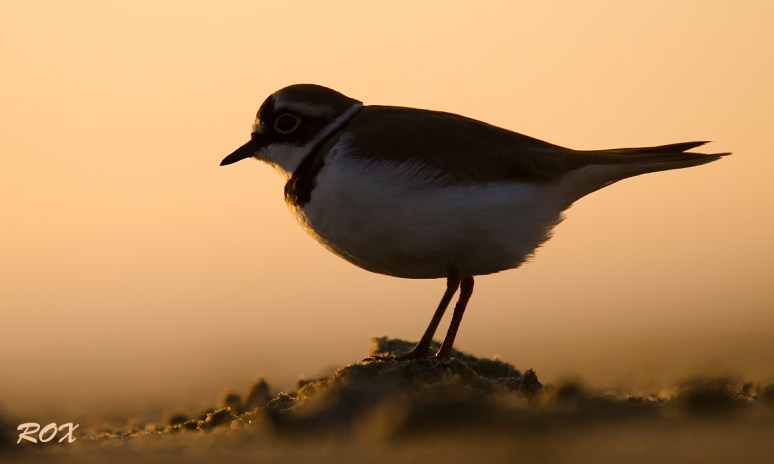 Kuldse taustaga väiketüll