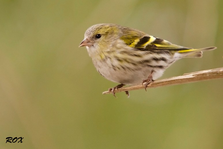 Siisikese õpikupilt