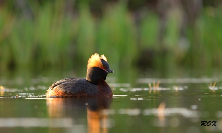 Värviline sarvikpütt
