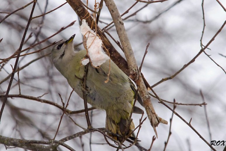 Hallpea-rähn.jpg image