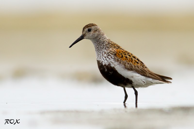 Väga tähelepanelik