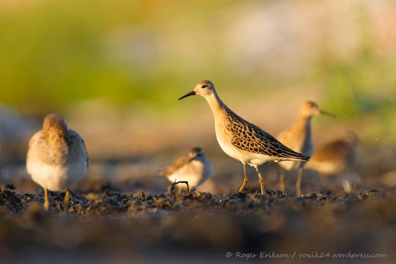 10647274_10152280416311003_1289340026_o