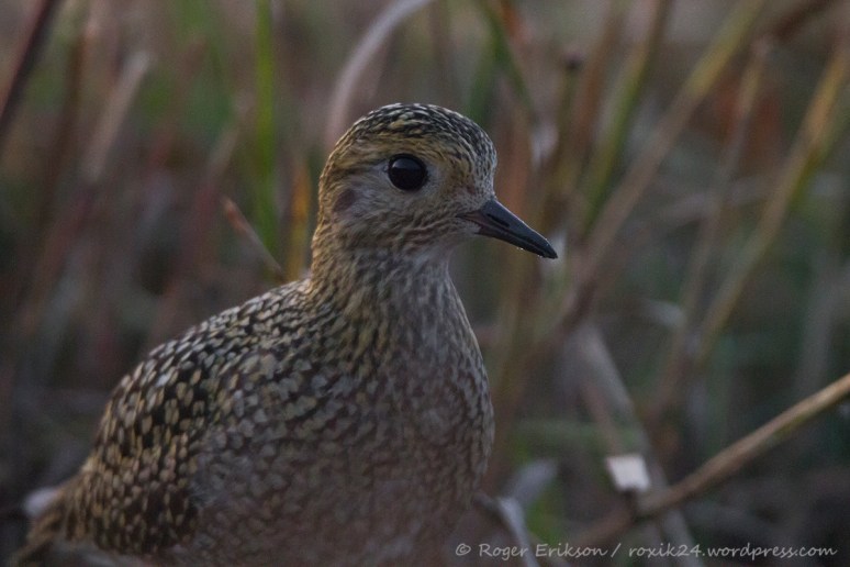 10654147_835022449856232_1065465659_n