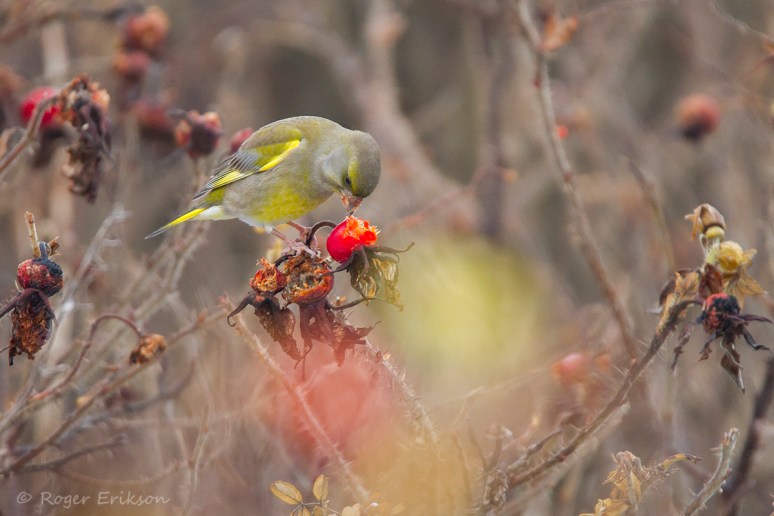 wp-1416907356492 image