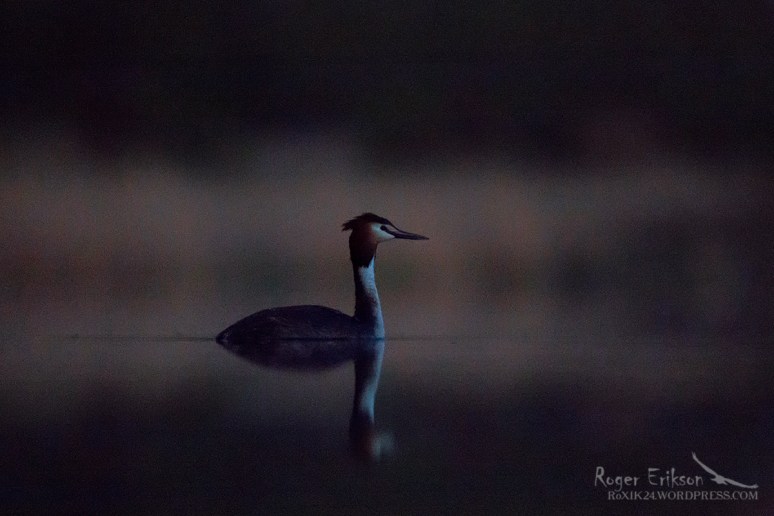 wp-1431759814146 image