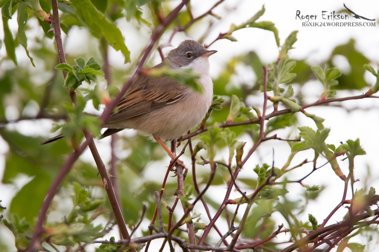Pruunselg-põõsalind